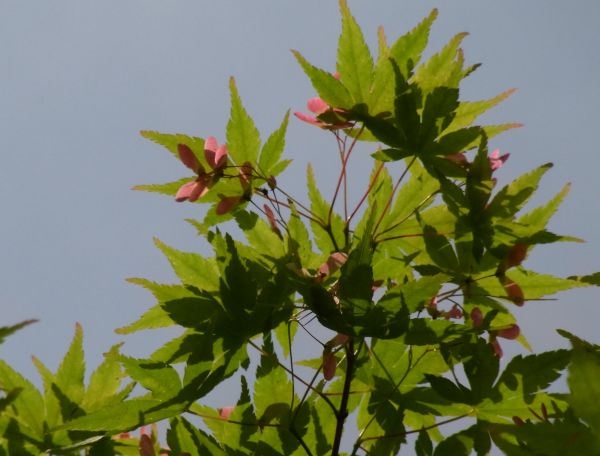 竹とんぼのような楓の種