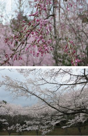 桜さまざま