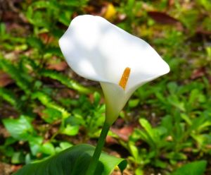 カラーの花が