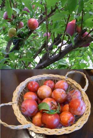 杏の収穫
