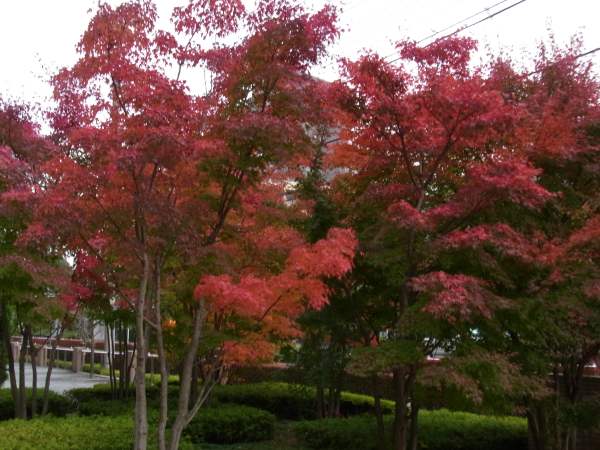 植え込みの楓も晩秋の彩り