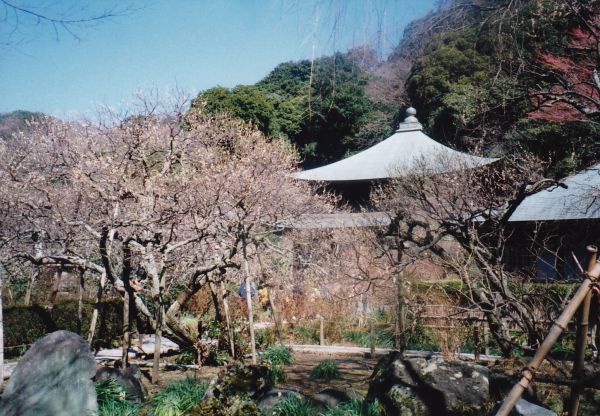 鎌倉瑞泉寺の梅の頃