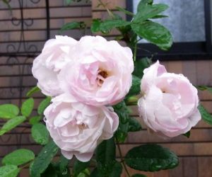 10月の薔薇 10月の薔薇