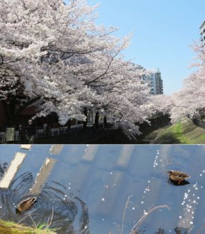 川沿いの桜並木が